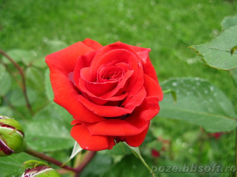 floare-trandafir-rosu-intens-2.jpg