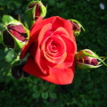 Floare trandafir rosu intens
