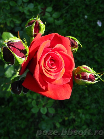 floare-trandafir-rosu-intens.jpg