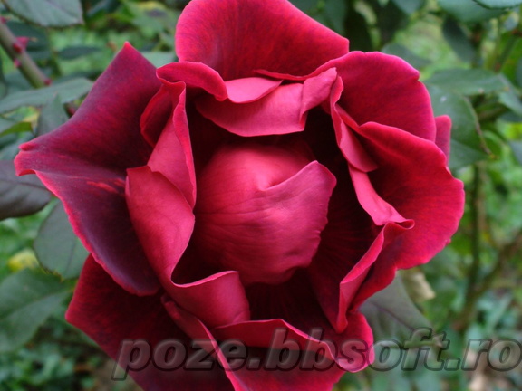 Floare trandafir rosu-visiniu intre deschis
