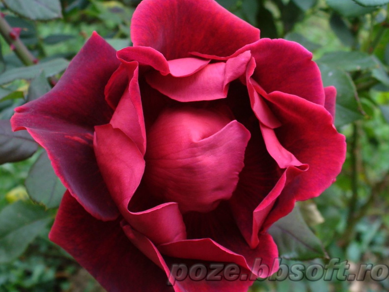 Floare trandafir rosu-visiniu intre deschis