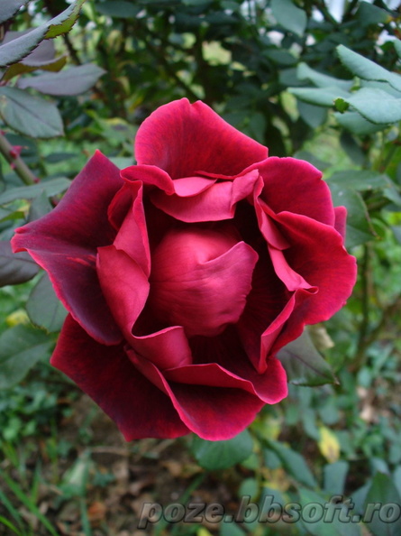 floare-trandafir-rosu-visinou-intredeschis.jpg