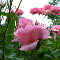 Floare trandafir roz