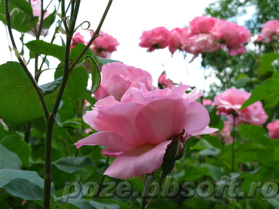 Floare trandafir roz