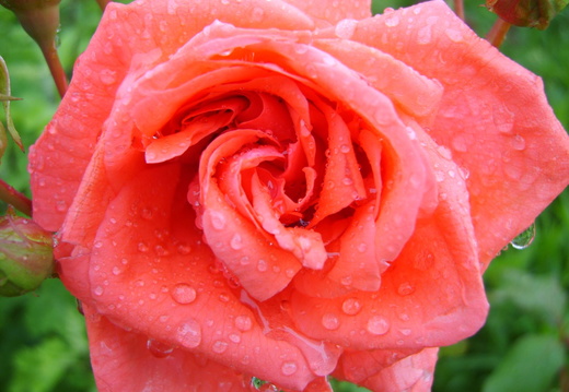 Floare trandafir roz-rosu cu picaturi de apa