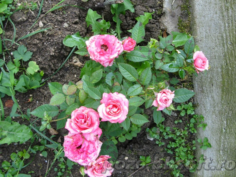 Flori trandafir pitic - roz