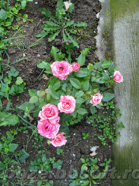 flori-trandafir-pitic-roz.jpg