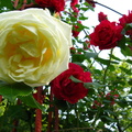 Flori trandafiri galbeni si rosii