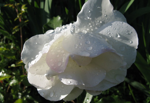Picaturi de apa pe un trandafir alb
