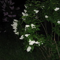 Tufa de lilieci albi - noaptea 2