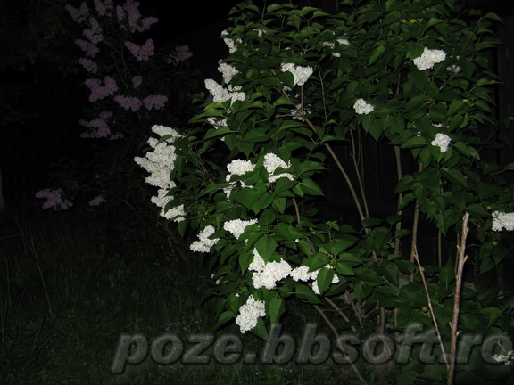 Tufa de lilieci albi - noaptea 2