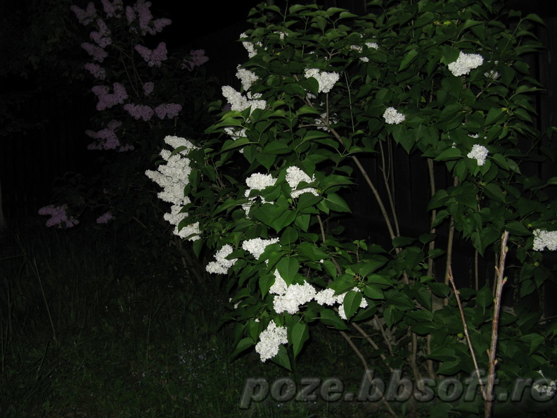 tufa-de-lilieci-albi-noaptea-2.jpg