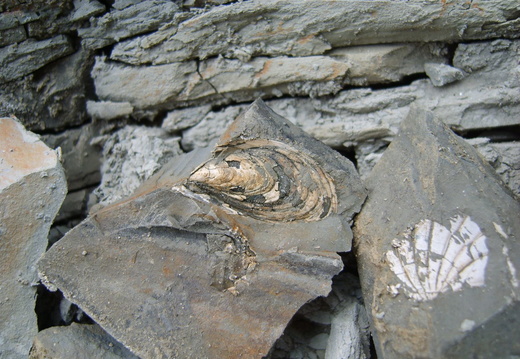 Scoici fosile 2