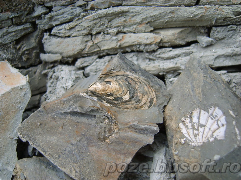 scoici-fosile-2.jpg
