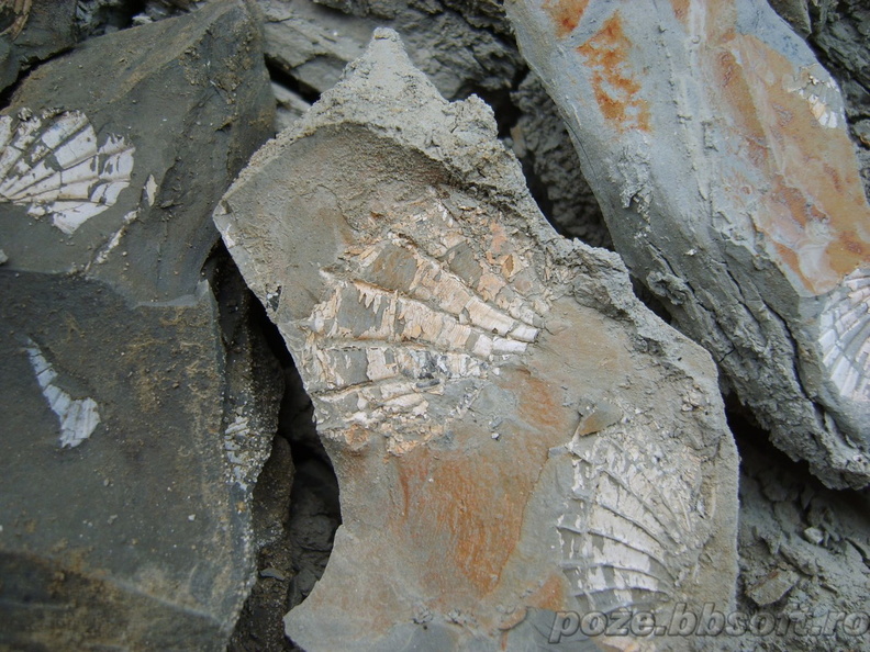 scoici-fosile.jpg