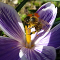 Albina cu polen pe floare brebenel - crocus - alba - mov