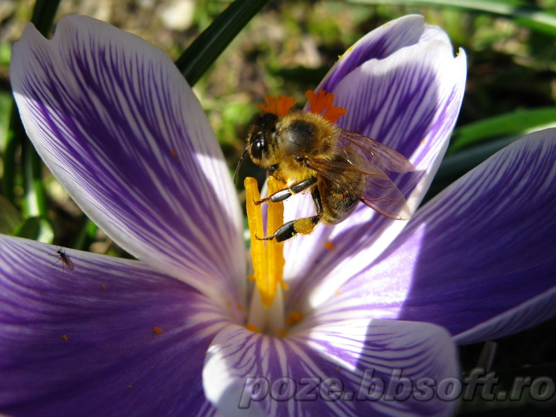 Albina cu polen pe floare brebenel - crocus - alba - mov