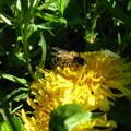 Albina pe floare papadie - macro