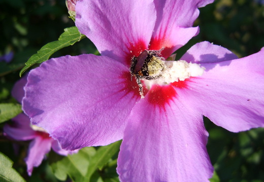 Albina plina de polen in floare