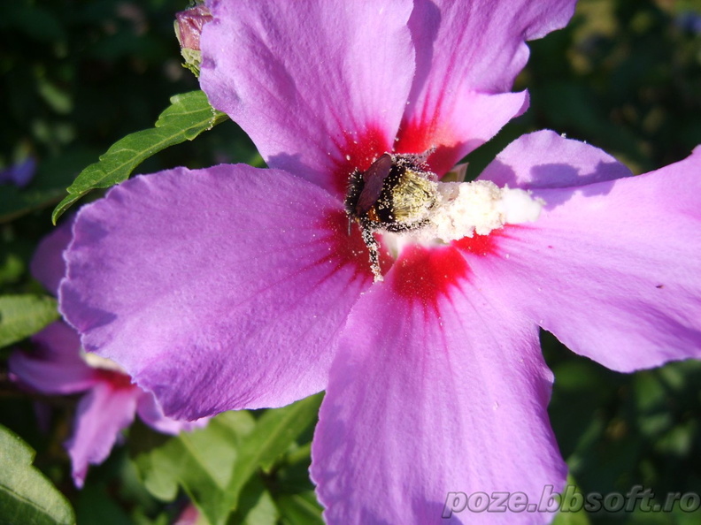 albina-plina-de-polen-in-floare.jpg