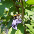 Albina plina de polen pe floare