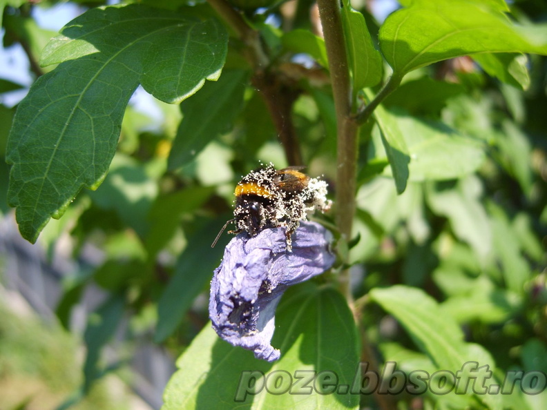 Albina plina de polen pe floare