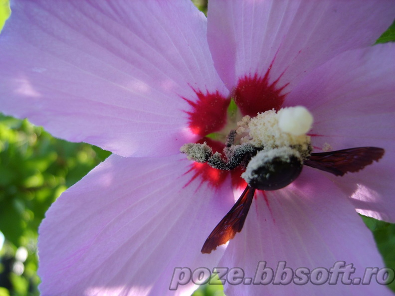 Bondar plin de polen in floare - macro