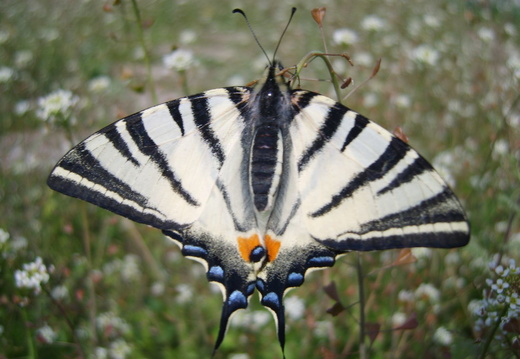 Fluture randunica - spate