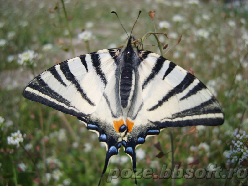 fluture-randunica-spate.jpg