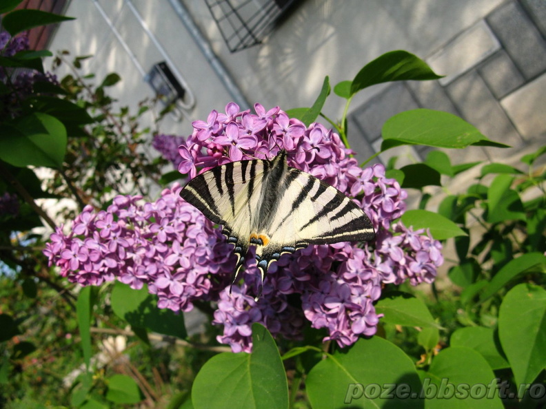 fluture-randunica-spate_001.jpg