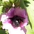 Gandac aduna polen din floare - macro