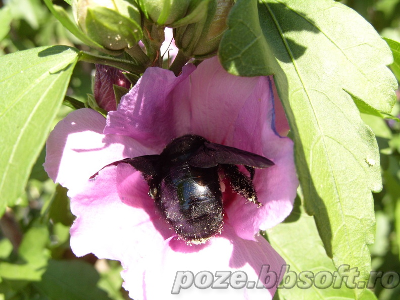 Gandac aduna polen din floare - macro