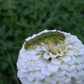 Omida pe floare de carciumeareasa - macro