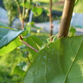 Paianjen verde in spate la frunza
