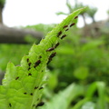 Paraziti pe frunza unei plante