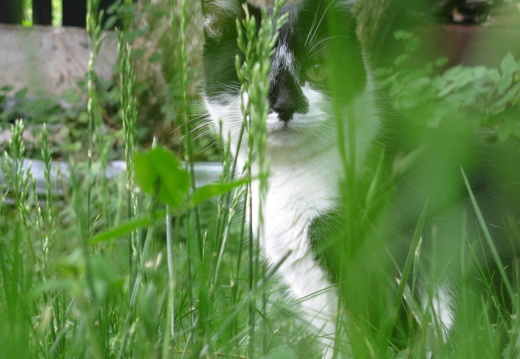 Mitushi prin iarba