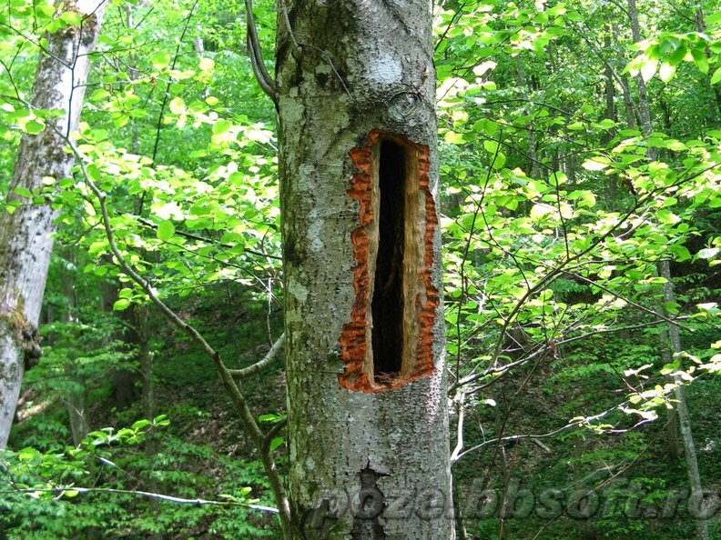 Despicatura in copac - in padure