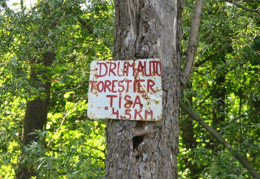 Drum forestier Tisa-Moreni - Romania