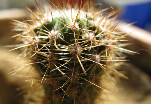Cactus mic - super macro