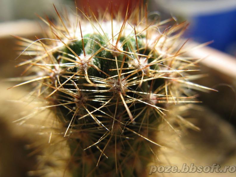 cactus-mic-super-macro.jpg