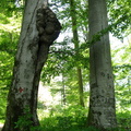 Copac in padure cu parazit mare