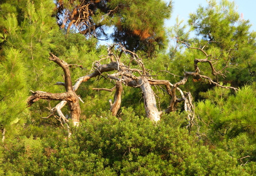 Copaci ciudati - Thassos