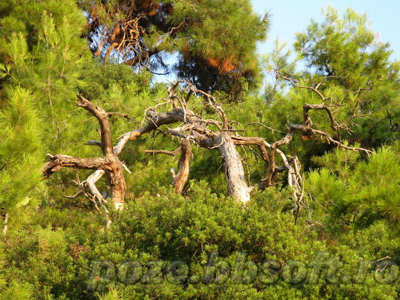 Copaci ciudati - Thassos