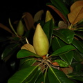 Fruct de ficus invelit in frunze