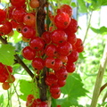 Fructe coacaz rosu - macro