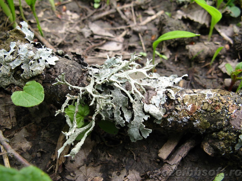 licheni-de-stejar-in-padure-macro.jpg