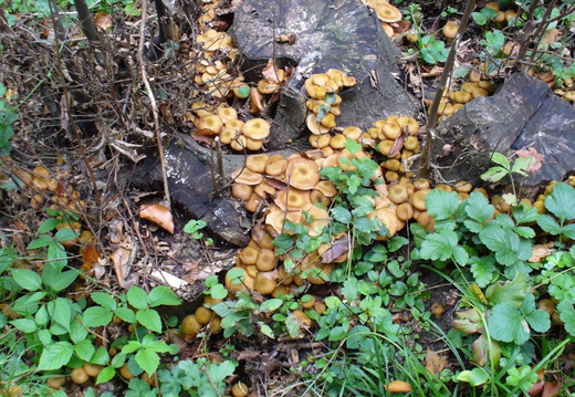 Multe multe ciuperci langa buturuga - ghebe