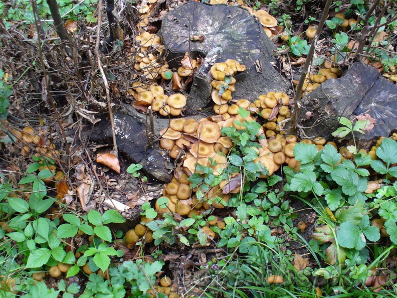 Multe multe ciuperci langa buturuga - ghebe