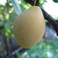 Pruna galbena fruct macro