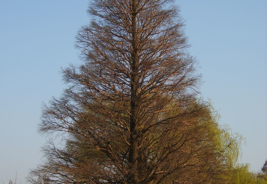 Un copac inalt din Herastrau